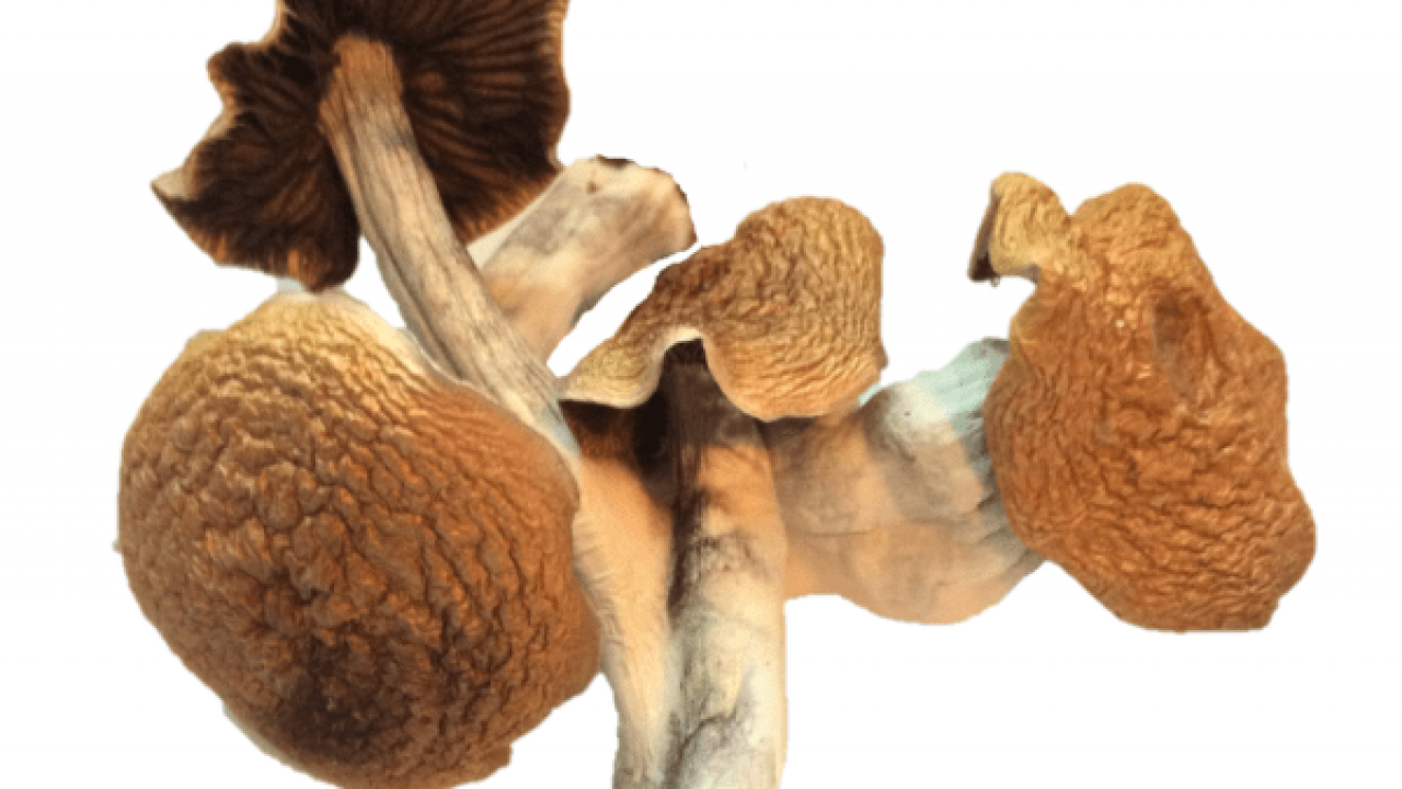 Shrooms May Best Drug for Depression