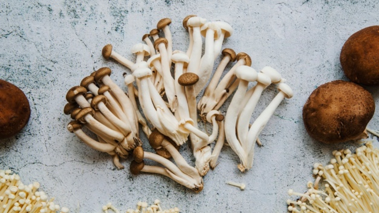 Shop How To Grow Psilocybin Mushrooms Canada