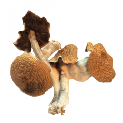 Shrooms May Best Drug for Depression