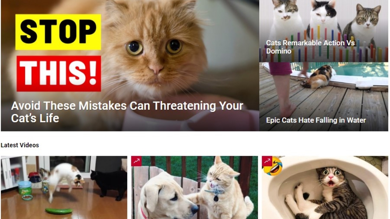 Cat Viral Hub: Unleashing the Purr-fection of Funny and Viral Cats!